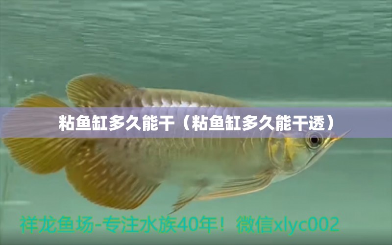 粘魚缸多久能干（粘魚缸多久能干透）