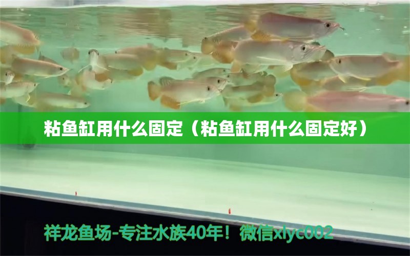 粘魚缸用什么固定（粘魚缸用什么固定好）