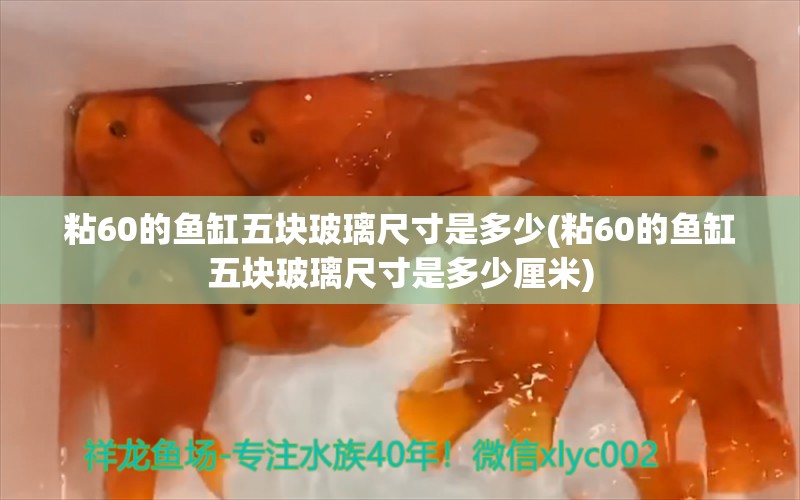 粘60的魚缸五塊玻璃尺寸是多少(粘60的魚缸五塊玻璃尺寸是多少厘米) 肺魚