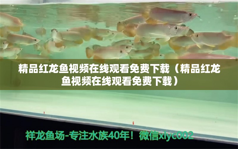 精品紅龍魚視頻在線觀看免費下載（精品紅龍魚視頻在線觀看免費下載）