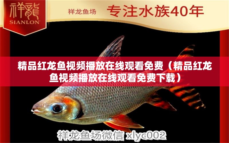 精品紅龍魚視頻播放在線觀看免費（精品紅龍魚視頻播放在線觀看免費下載）