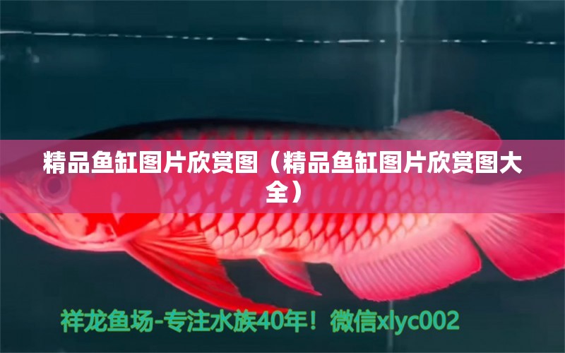 精品魚缸圖片欣賞圖（精品魚缸圖片欣賞圖大全）