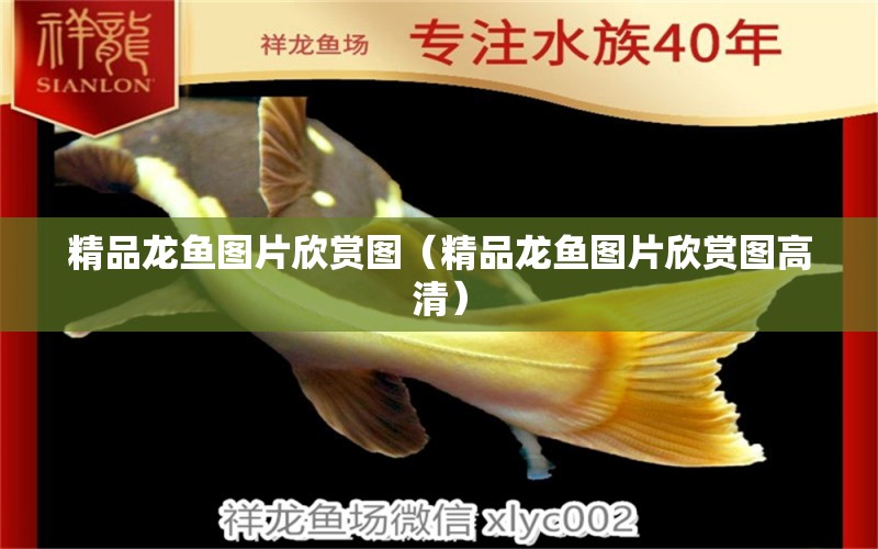 精品龍魚圖片欣賞圖（精品龍魚圖片欣賞圖高清） 金頭過背金龍魚 第1張