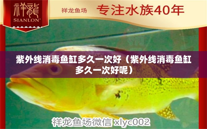 紫外線消毒魚(yú)缸多久一次好（紫外線消毒魚(yú)缸多久一次好呢） 印尼小紅龍