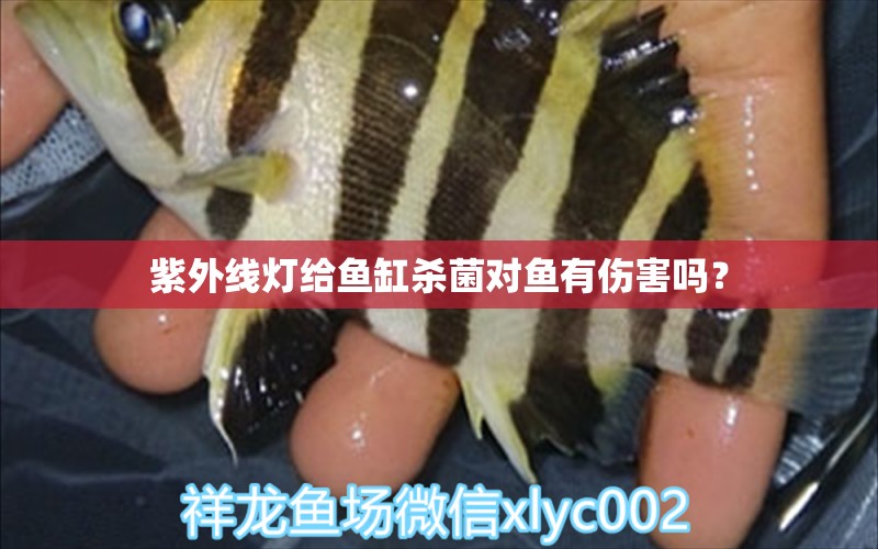 紫外線燈給魚(yú)缸殺菌對(duì)魚(yú)有傷害嗎？