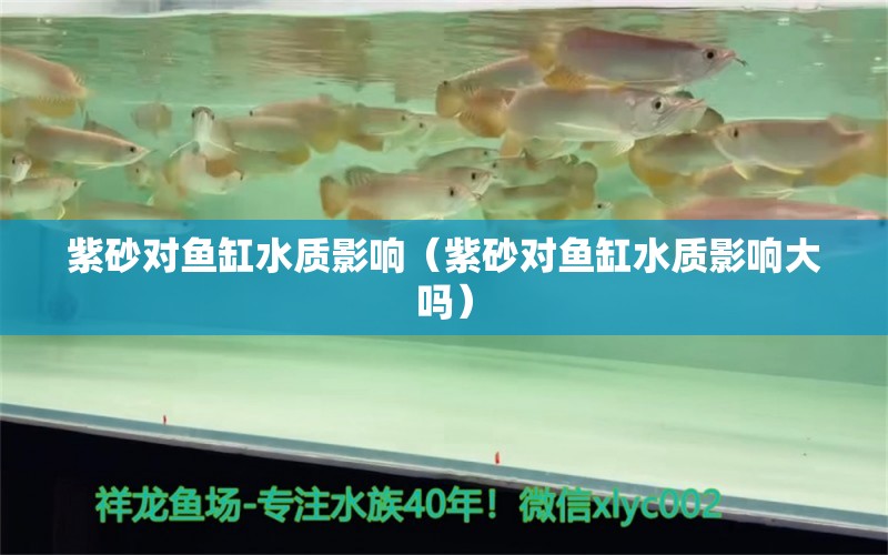 紫砂對魚缸水質(zhì)影響（紫砂對魚缸水質(zhì)影響大嗎） 龍鳳鯉魚