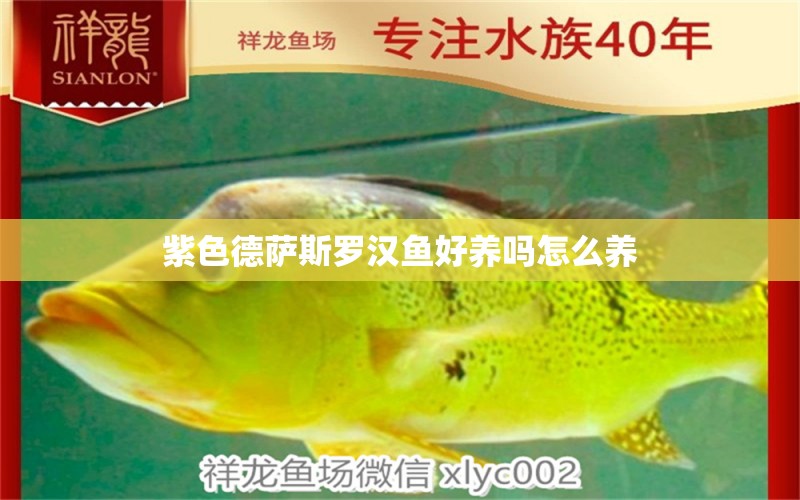 紫色德薩斯羅漢魚好養(yǎng)嗎怎么養(yǎng) 野生埃及神仙魚 第2張