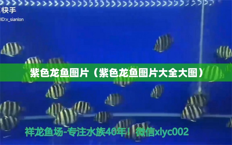 紫色龍魚圖片（紫色龍魚圖片大全大圖） 肺魚