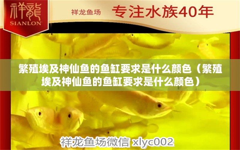 繁殖埃及神仙魚的魚缸要求是什么顏色（繁殖埃及神仙魚的魚缸要求是什么顏色） 埃及神仙魚