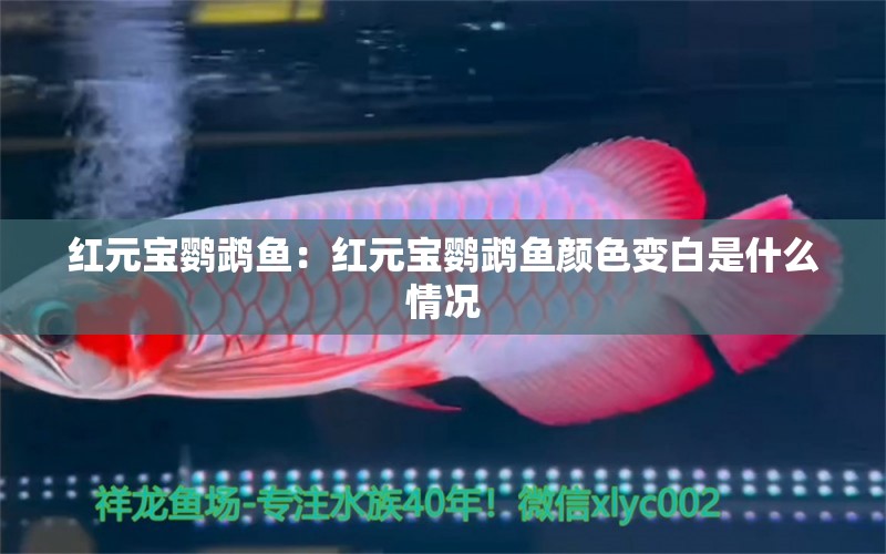 紅元寶鸚鵡魚：紅元寶鸚鵡魚顏色變白是什么情況 鸚鵡魚