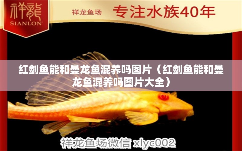 紅劍魚能和曼龍魚混養(yǎng)嗎圖片（紅劍魚能和曼龍魚混養(yǎng)嗎圖片大全） 祥龍水族醫(yī)院