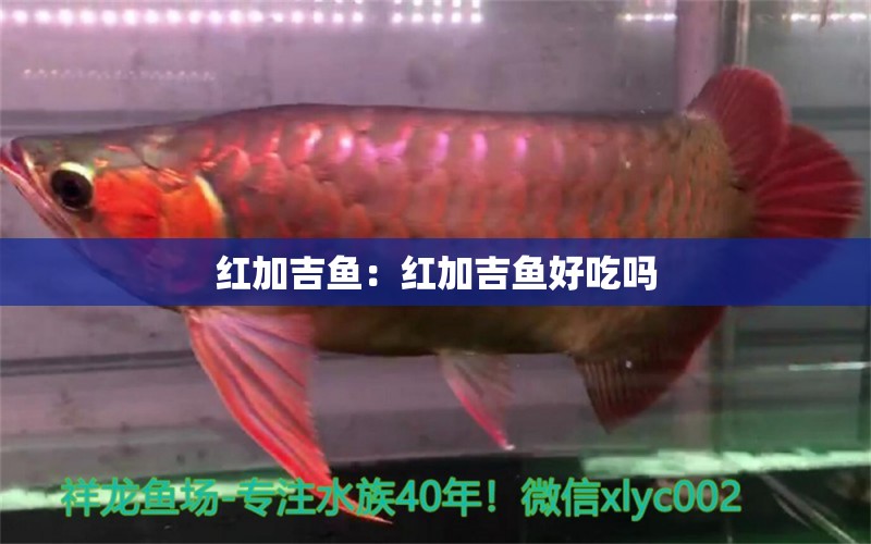 紅加吉魚：紅加吉魚好吃嗎