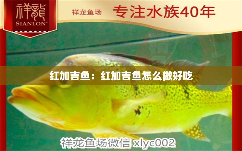 紅加吉魚：紅加吉魚怎么做好吃 硝化細(xì)菌