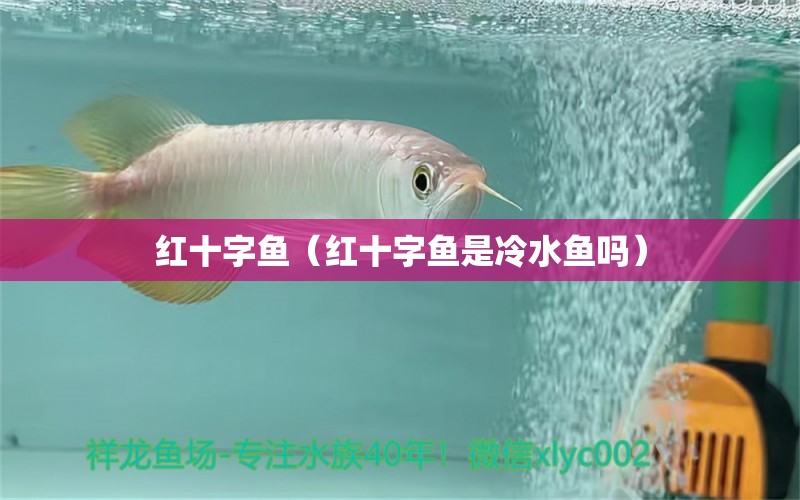 紅十字魚（紅十字魚是冷水魚嗎）