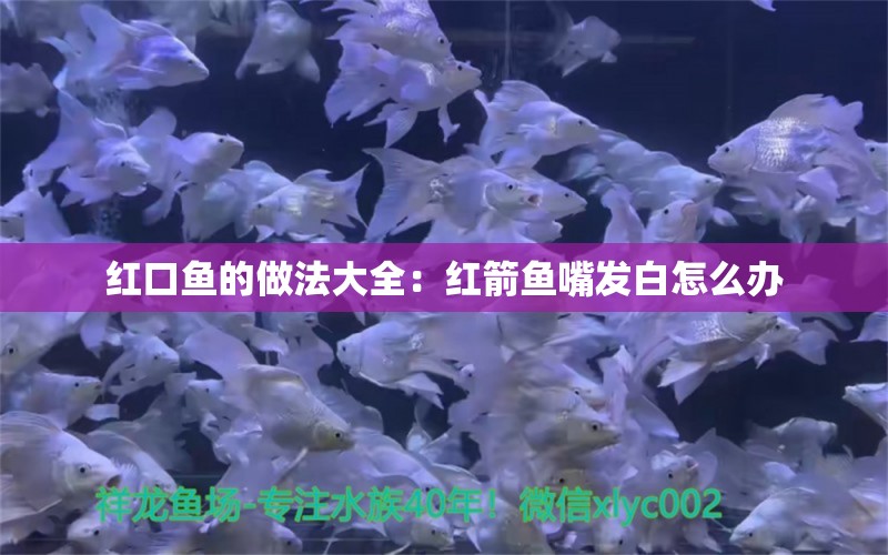 紅口魚的做法大全：紅箭魚嘴發(fā)白怎么辦 觀賞魚