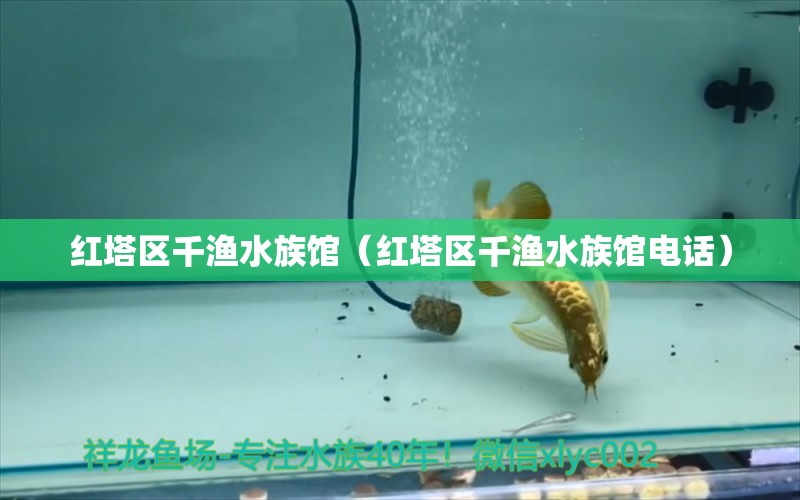 紅塔區(qū)千漁水族館（紅塔區(qū)千漁水族館電話）