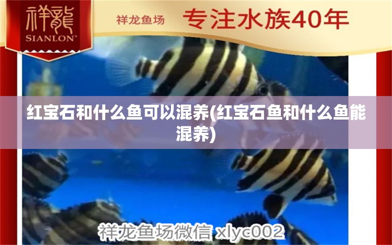 紅寶石和什么魚可以混養(yǎng)(紅寶石魚和什么魚能混養(yǎng)) 南美異形觀賞魚