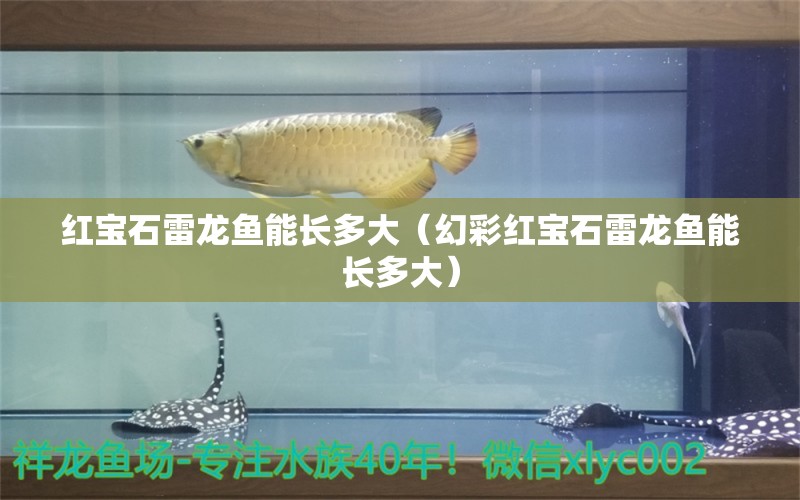 紅寶石雷龍魚能長多大（幻彩紅寶石雷龍魚能長多大）