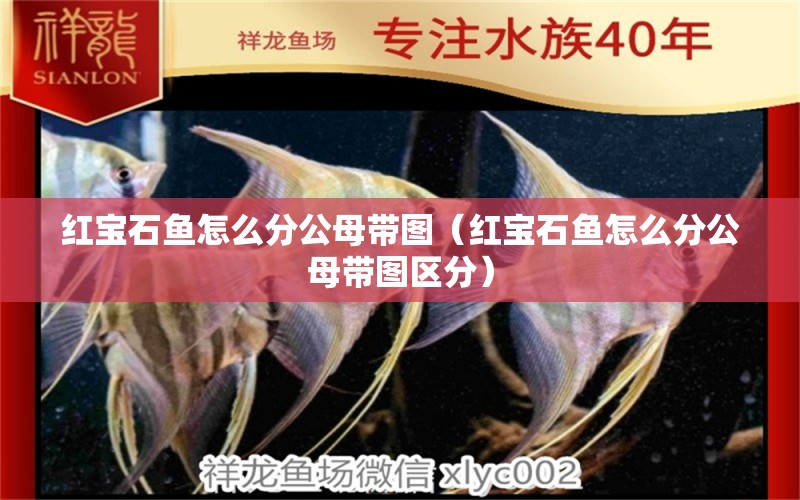 紅寶石魚怎么分公母帶圖（紅寶石魚怎么分公母帶圖區(qū)分）