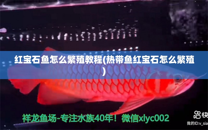 紅寶石魚怎么繁殖教程(熱帶魚紅寶石怎么繁殖) 大日玉鯖魚