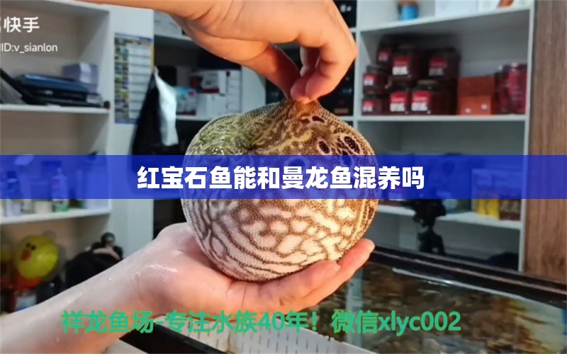 紅寶石魚能和曼龍魚混養(yǎng)嗎 