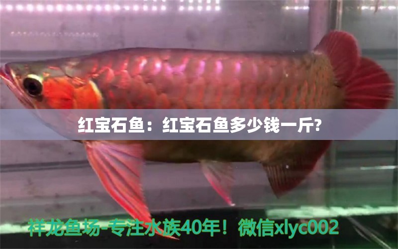 紅寶石魚：紅寶石魚多少錢一斤? 龍魚芯片掃碼器