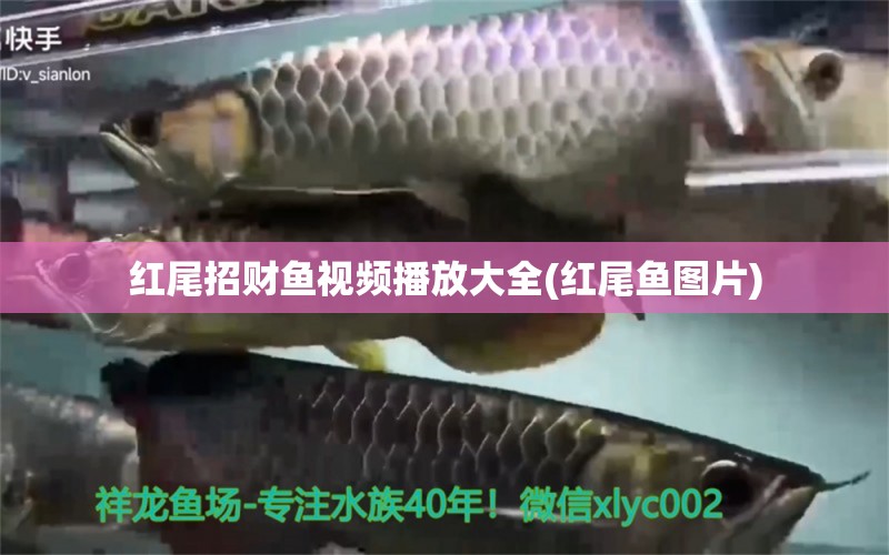 紅尾招財(cái)魚視頻播放大全(紅尾魚圖片) 黃金眼鏡蛇雷龍魚