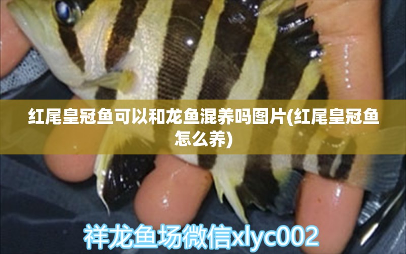 紅尾皇冠魚可以和龍魚混養(yǎng)嗎圖片(紅尾皇冠魚怎么養(yǎng)) 帝王血鉆