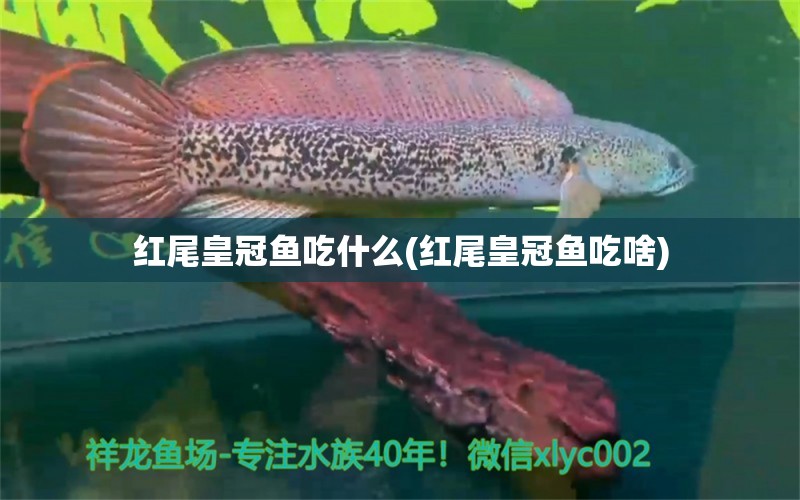 紅尾皇冠魚吃什么(紅尾皇冠魚吃啥) 南美異形觀賞魚