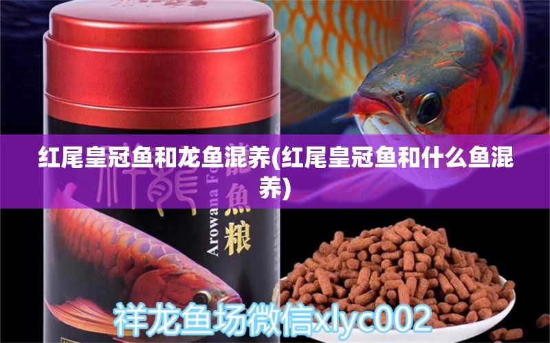 紅尾皇冠魚和龍魚混養(yǎng)(紅尾皇冠魚和什么魚混養(yǎng))