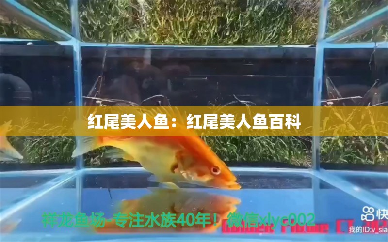 紅尾美人魚(yú)：紅尾美人魚(yú)百科