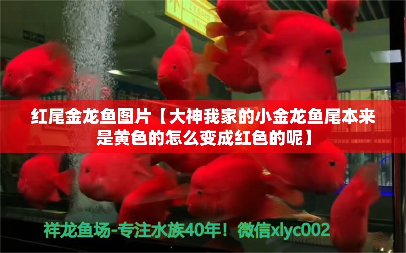 紅尾金龍魚(yú)圖片【大神我家的小金龍魚(yú)尾本來(lái)是黃色的怎么變成紅色的呢】