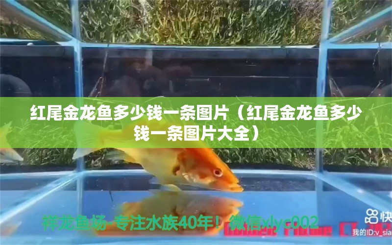 紅尾金龍魚多少錢一條圖片（紅尾金龍魚多少錢一條圖片大全） 祥龍水族醫(yī)院