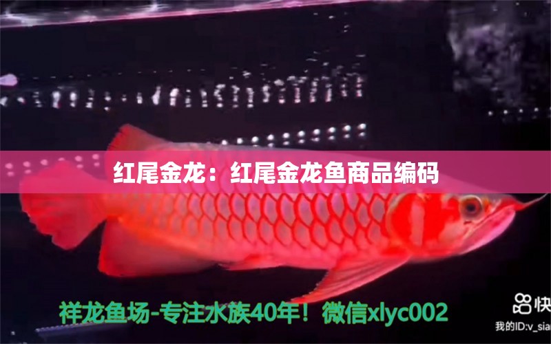 紅尾金龍：紅尾金龍魚商品編碼 廣州水族批發(fā)市場