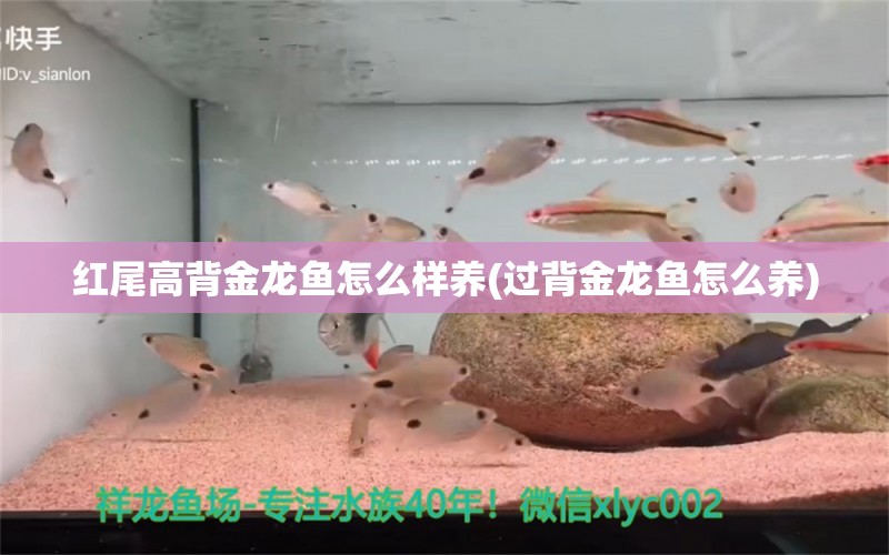 紅尾高背金龍魚怎么樣養(yǎng)(過(guò)背金龍魚怎么養(yǎng)) 高背金龍魚