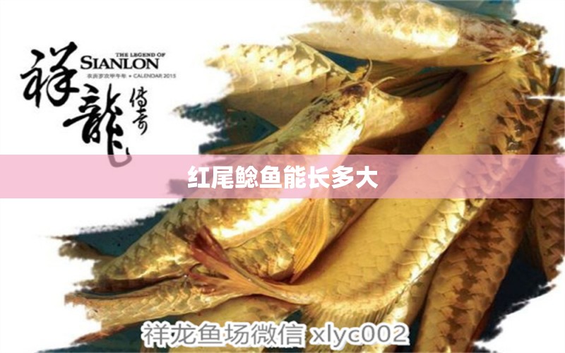 紅尾鯰魚(yú)能長(zhǎng)多大 魚(yú)缸水泵 第3張