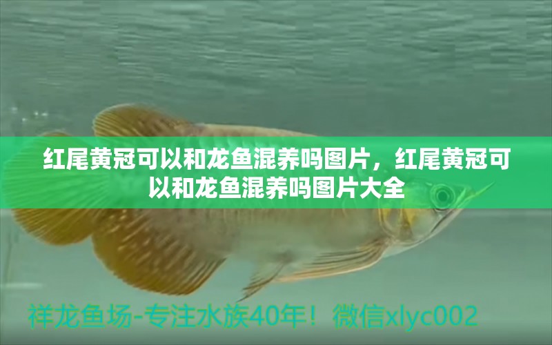 紅尾黃冠可以和龍魚混養(yǎng)嗎圖片，紅尾黃冠可以和龍魚混養(yǎng)嗎圖片大全