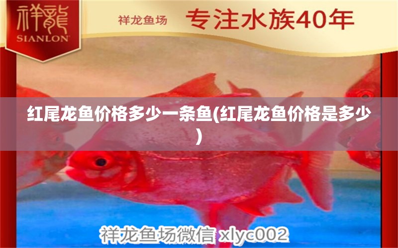 紅尾龍魚價格多少一條魚(紅尾龍魚價格是多少) 月光鴨嘴魚苗