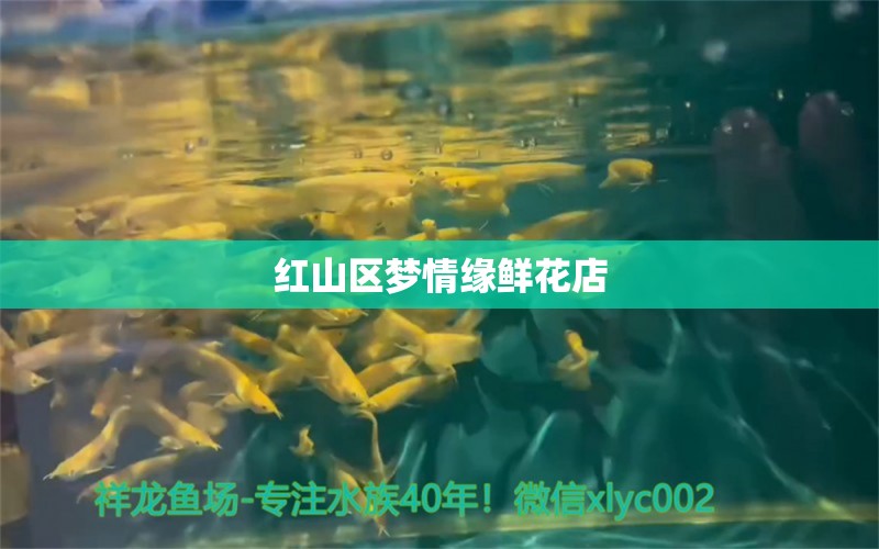 紅山區(qū)夢情緣鮮花店 全國水族館企業(yè)名錄