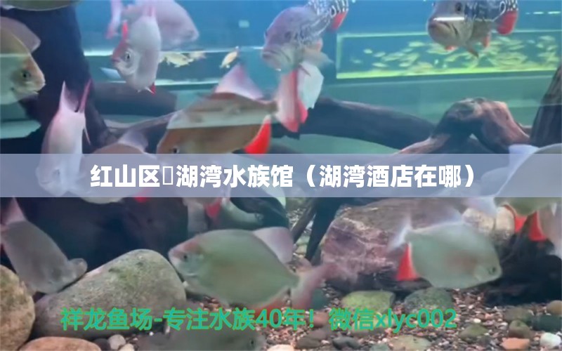 紅山區(qū)魟湖灣水族館（湖灣酒店在哪）