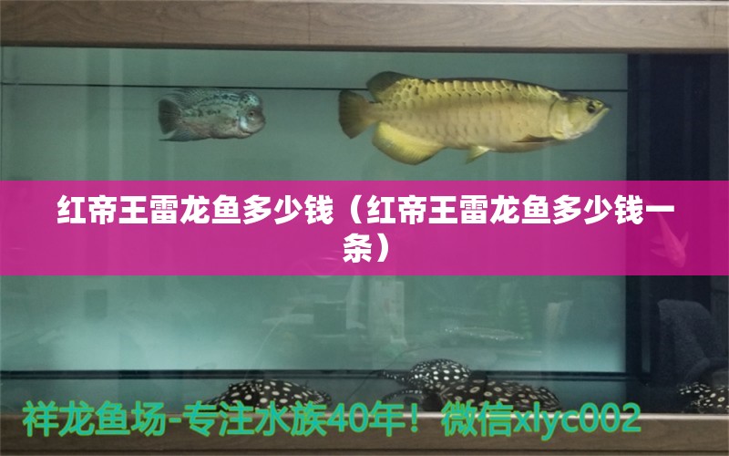 紅帝王雷龍魚(yú)多少錢(qián)（紅帝王雷龍魚(yú)多少錢(qián)一條）