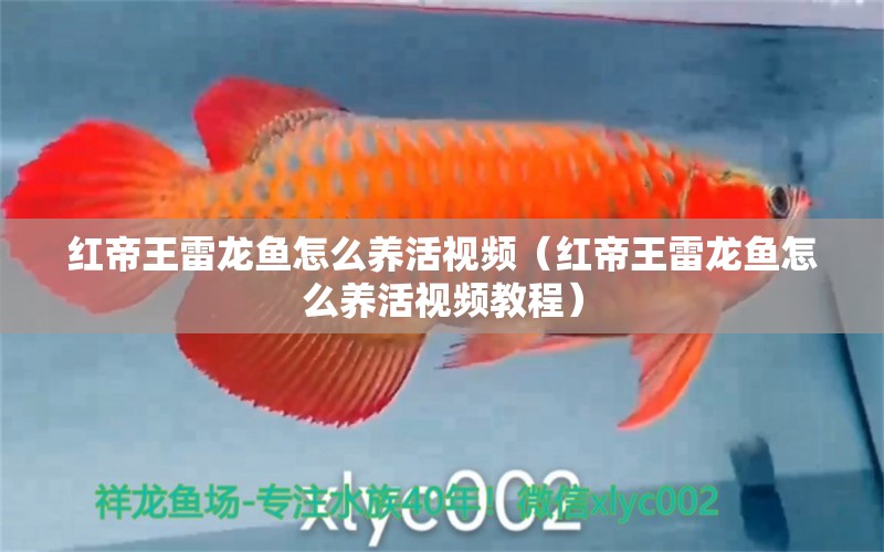 紅帝王雷龍魚(yú)怎么養(yǎng)活視頻（紅帝王雷龍魚(yú)怎么養(yǎng)活視頻教程）