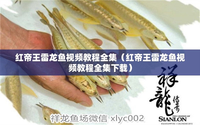 紅帝王雷龍魚(yú)視頻教程全集（紅帝王雷龍魚(yú)視頻教程全集下載）