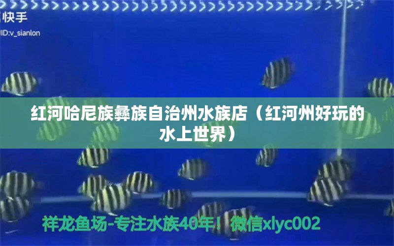 紅河哈尼族彝族自治州水族店（紅河州好玩的水上世界） 觀賞魚市場(chǎng)