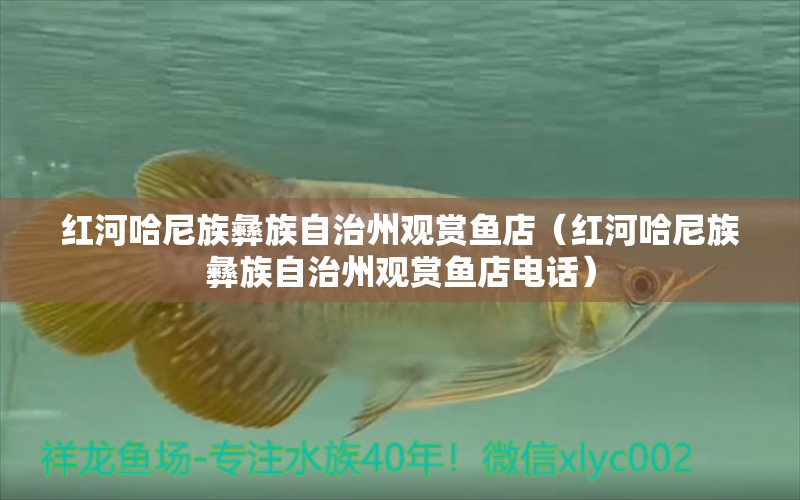 紅河哈尼族彝族自治州觀賞魚店（紅河哈尼族彝族自治州觀賞魚店電話） 觀賞魚市場