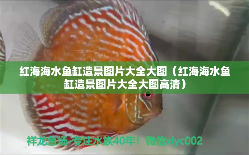 紅海海水魚缸造景圖片大全大圖（紅海海水魚缸造景圖片大全大圖高清） 海水魚