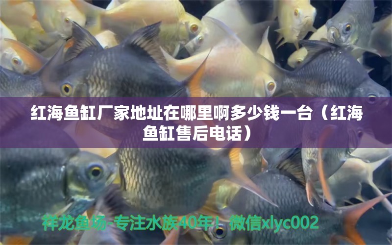 紅海魚缸廠家地址在哪里啊多少錢一臺（紅海魚缸售后電話）