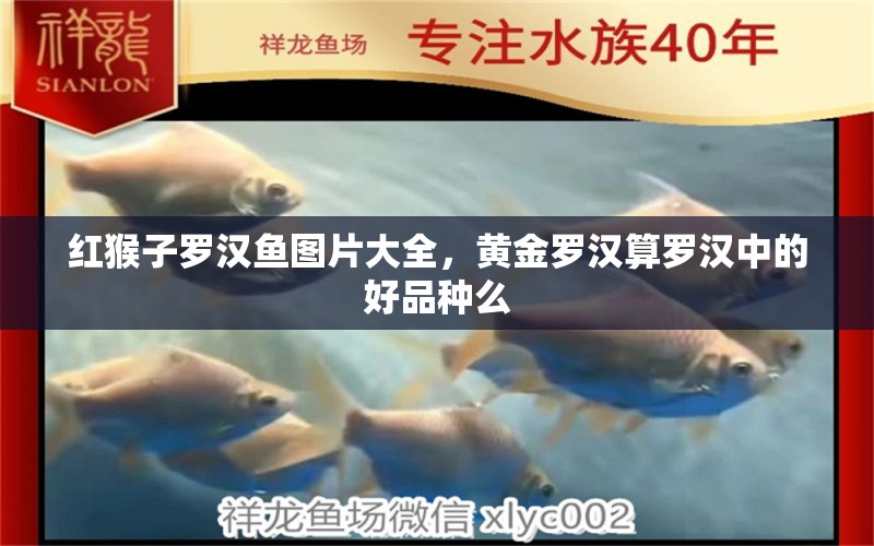 紅猴子羅漢魚(yú)圖片大全，黃金羅漢算羅漢中的好品種么