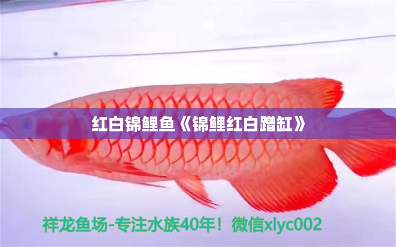 紅白錦鯉魚《錦鯉紅白蹭缸》 紅白錦鯉魚