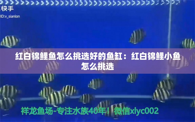 紅白錦鯉魚怎么挑選好的魚缸：紅白錦鯉小魚怎么挑選 紅白錦鯉魚 第2張